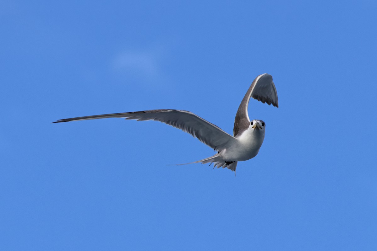 Great Crested Tern - 佑淇 陳