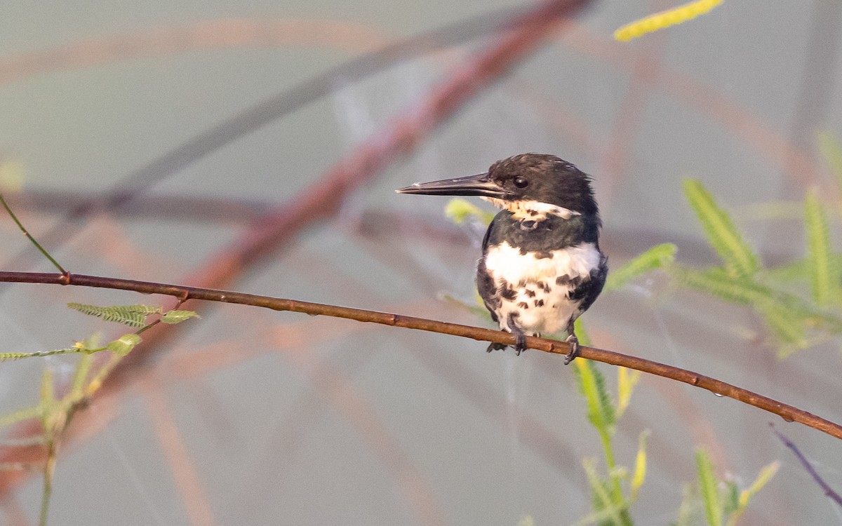 Green Kingfisher - ML623179399