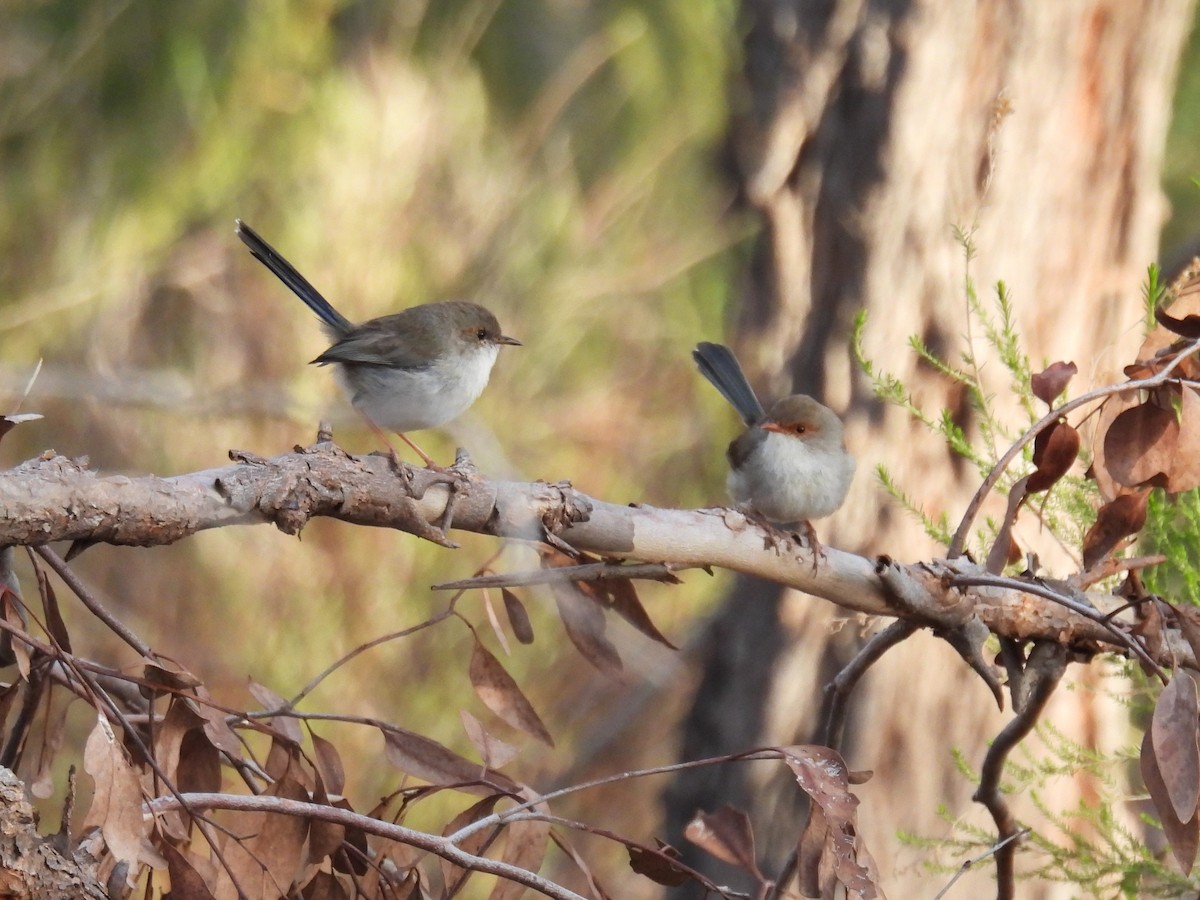 Superb Fairywren - ML623179468