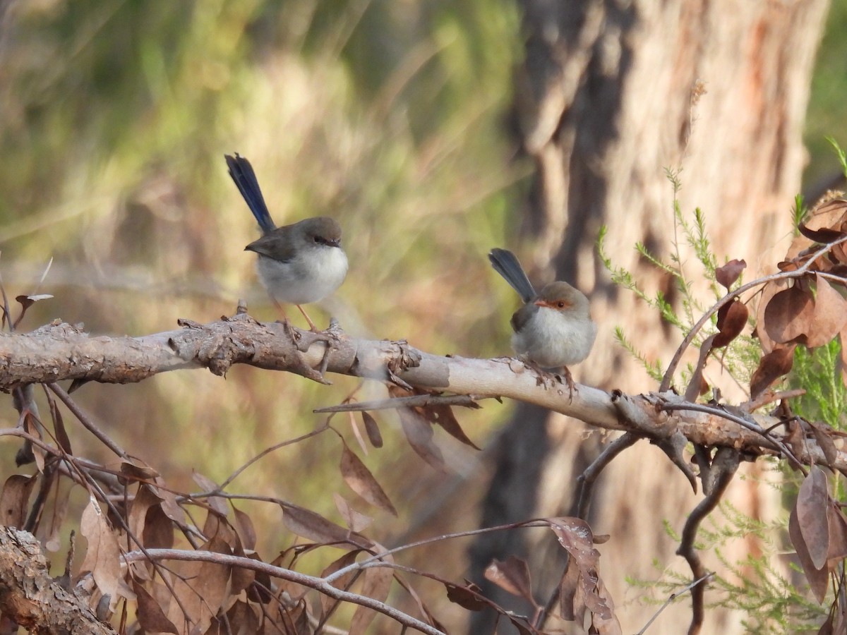 Superb Fairywren - ML623179469