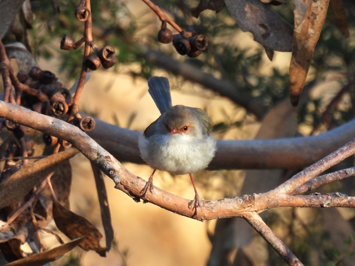 Superb Fairywren - ML623179470