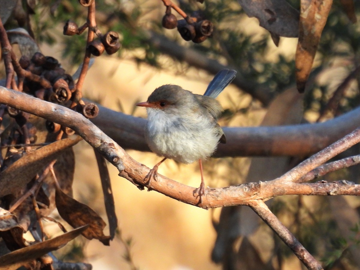 Superb Fairywren - ML623179471