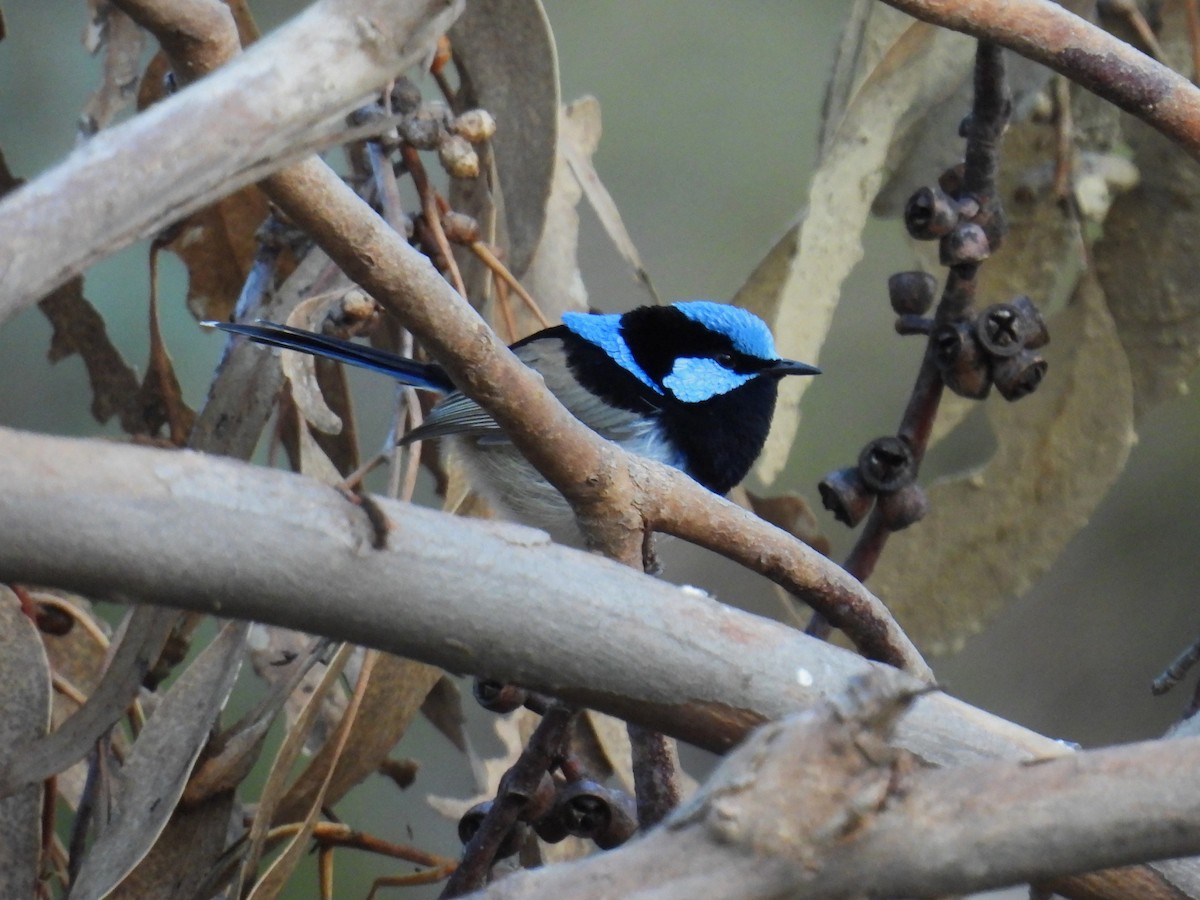 Superb Fairywren - ML623179472