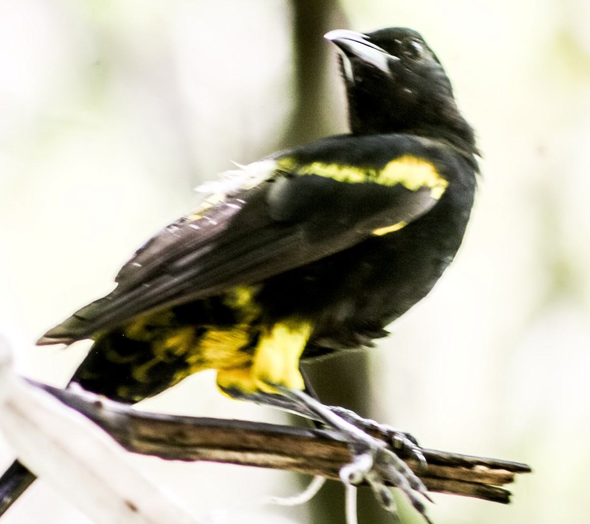 Cuban Oriole - ML623179479