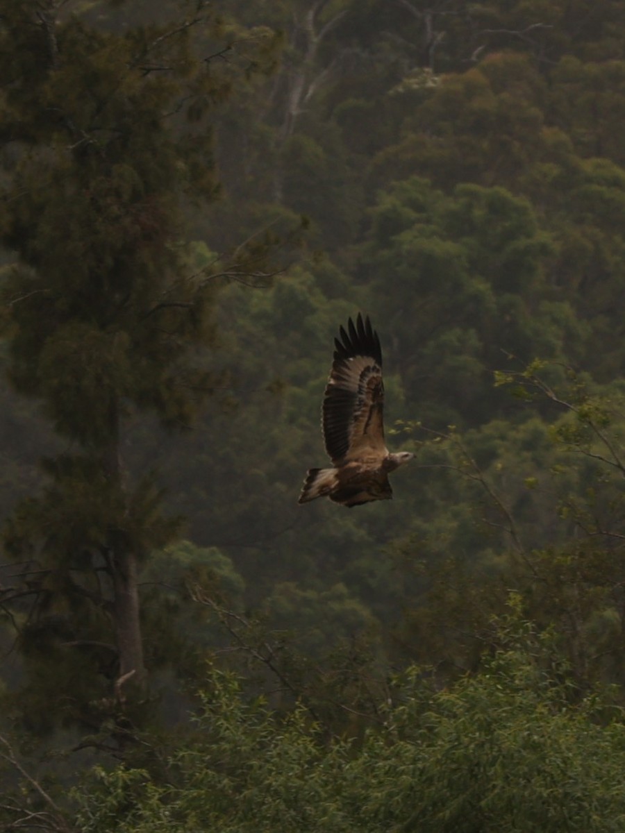 Weißbauch-Seeadler - ML623179529