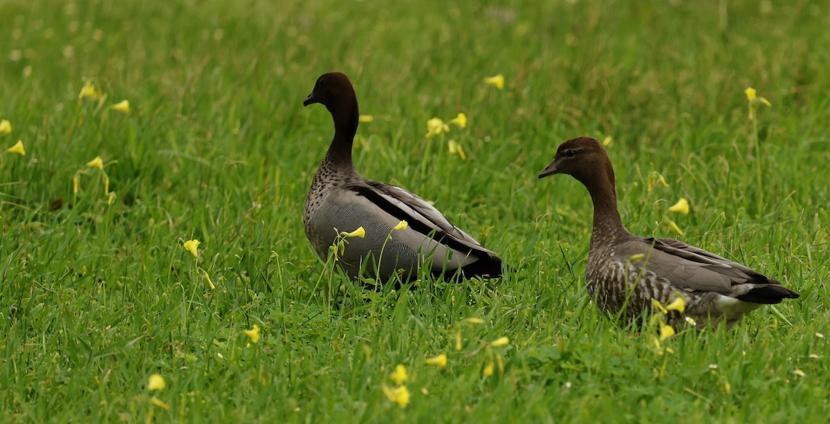 Maned Duck - ML623179537