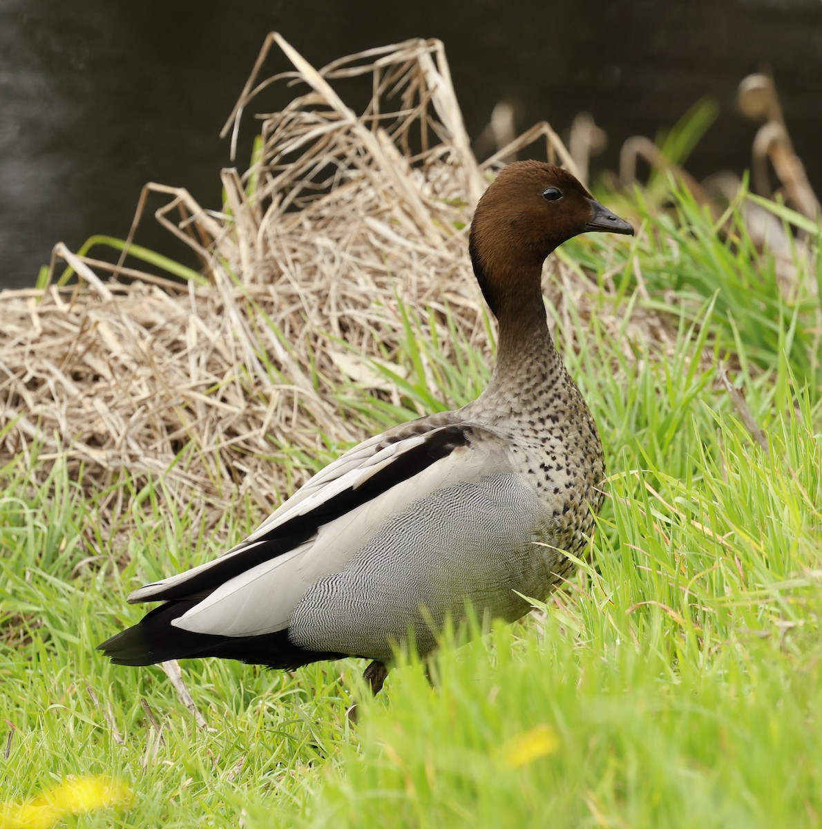 Canard à crinière - ML623179538