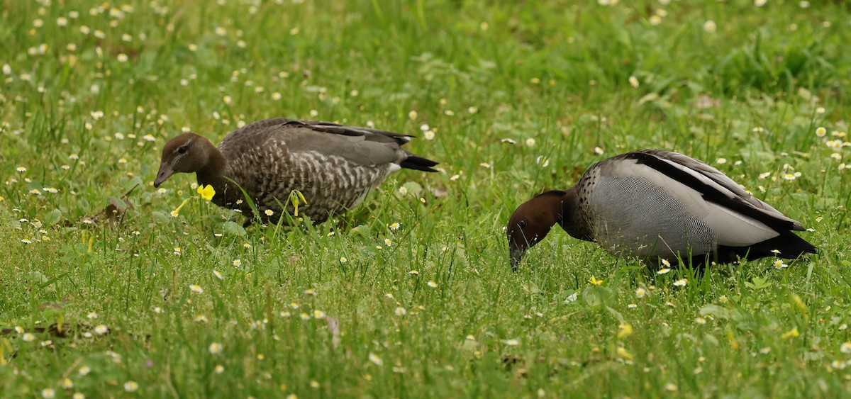 Maned Duck - ML623179539