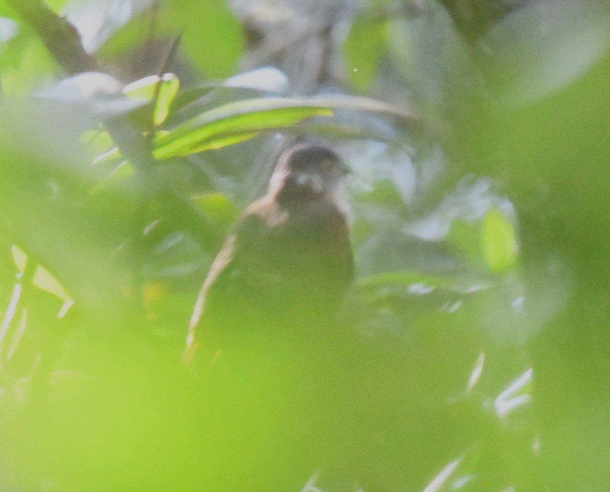 Malaysian Hawk-Cuckoo - ML623179540