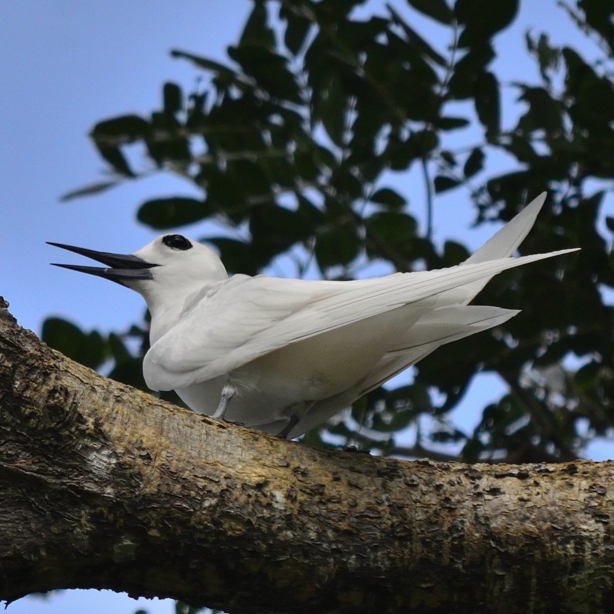 White Tern - ML623179560