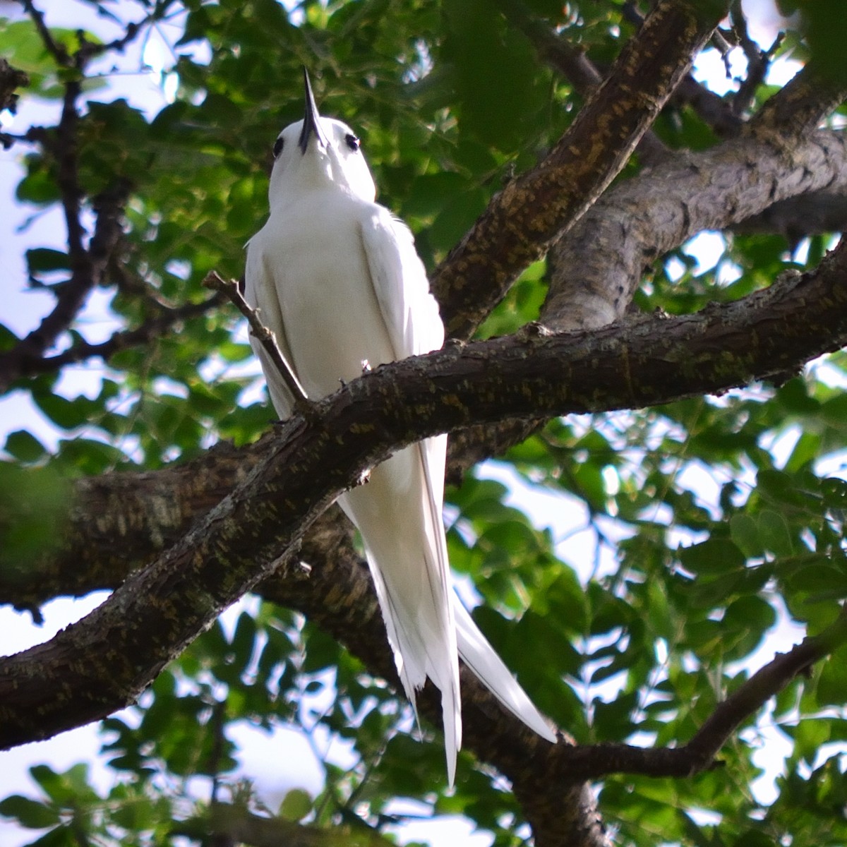 White Tern - ML623179561