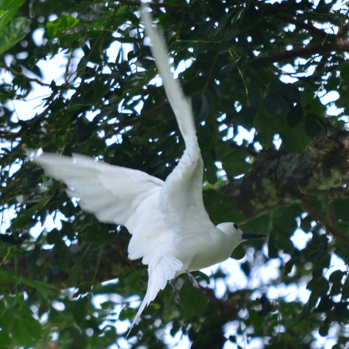 White Tern - ML623179562