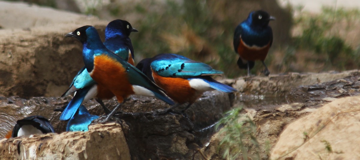 Superb Starling - Marsh Alphonso