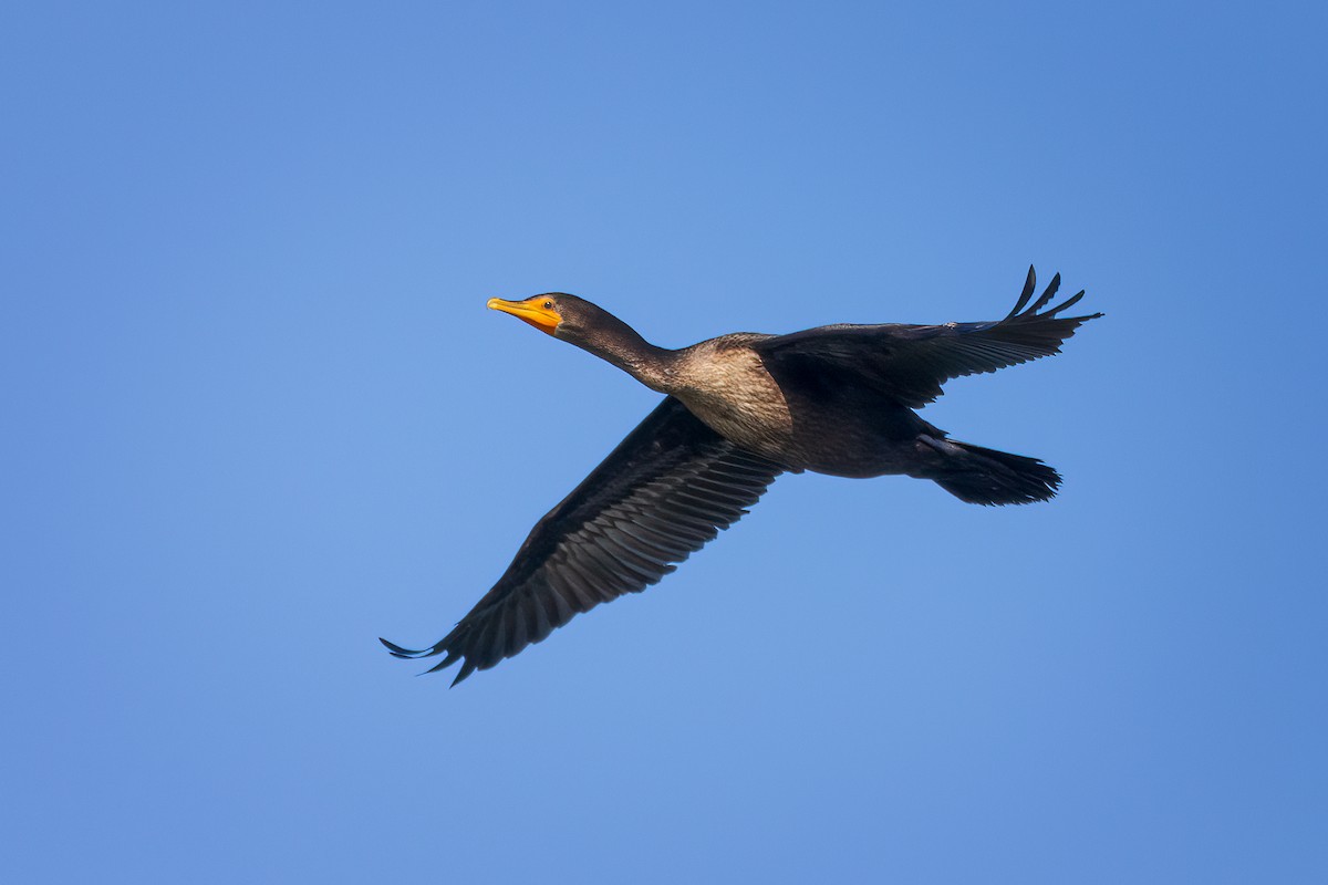 Double-crested Cormorant - Jeff Dyck