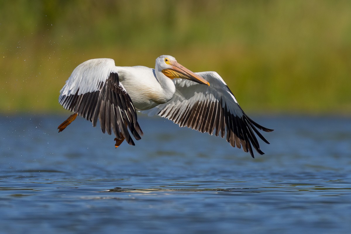 American White Pelican - Jeff Dyck