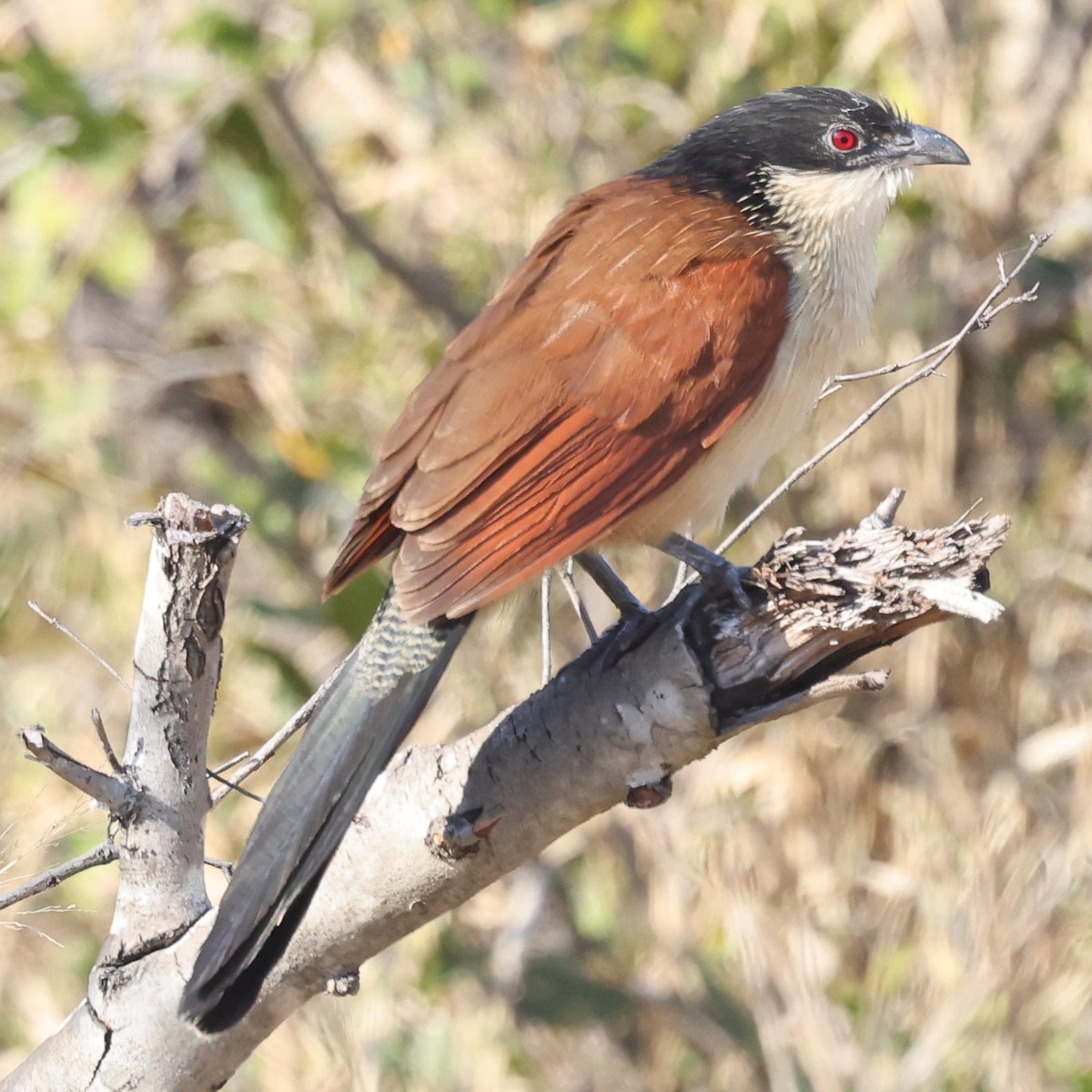 White-browed Coucal (Burchell's) - ML623179705