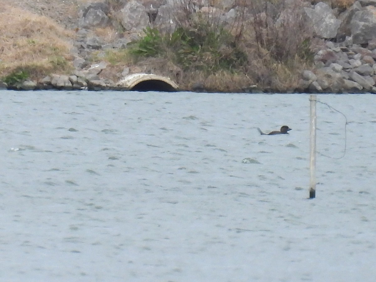 Musk Duck - ML623179783