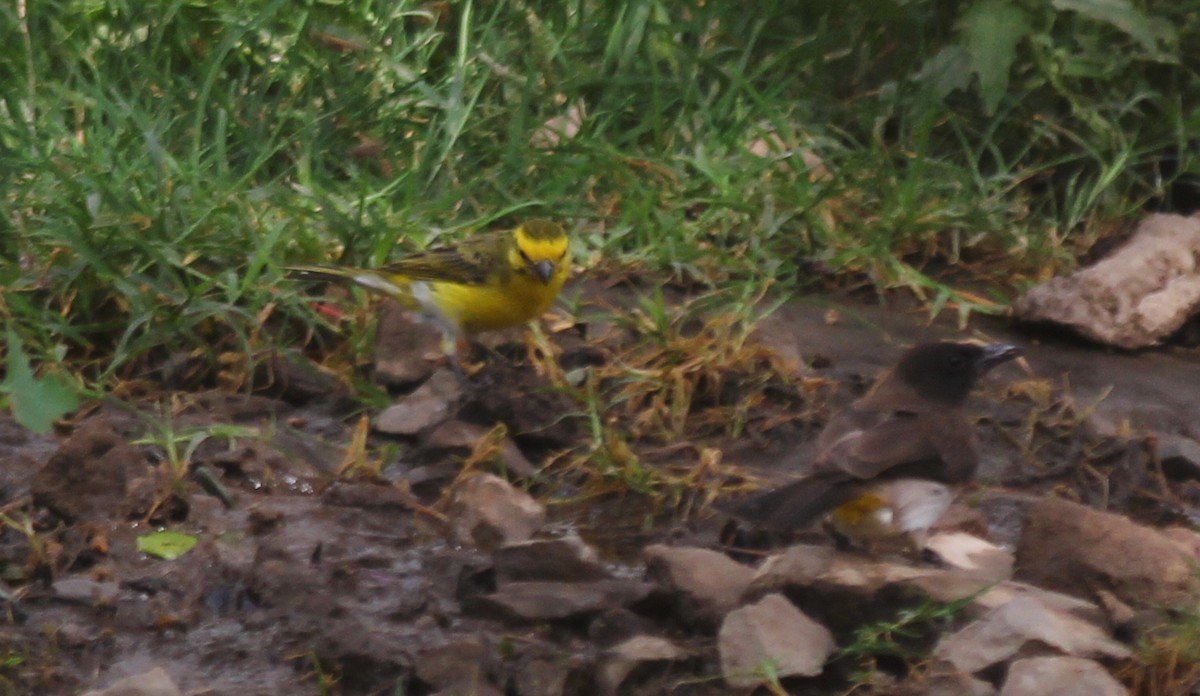 White-bellied Canary - ML623179801