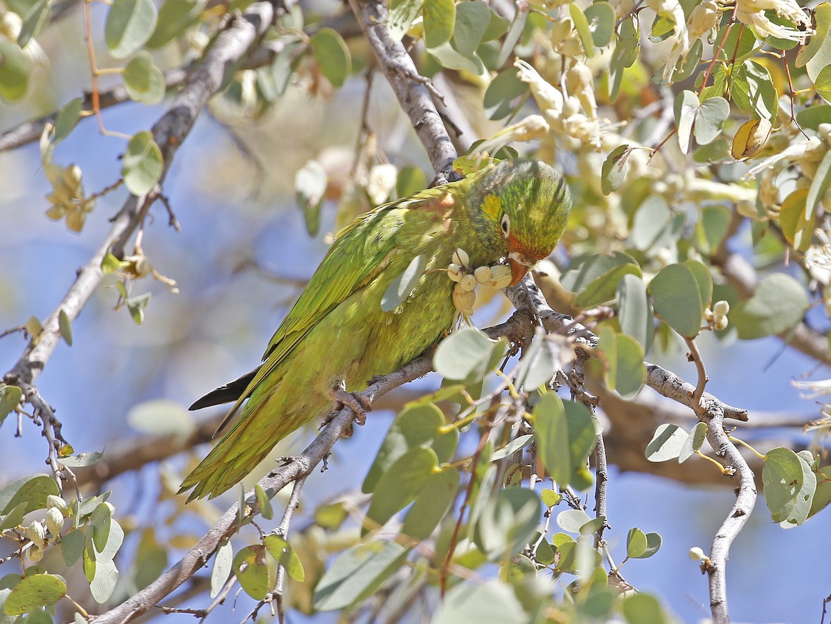 Varied Lorikeet - ML623179810