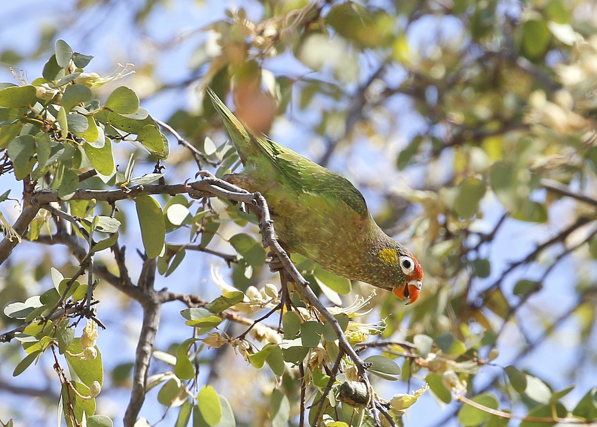 Varied Lorikeet - ML623179811