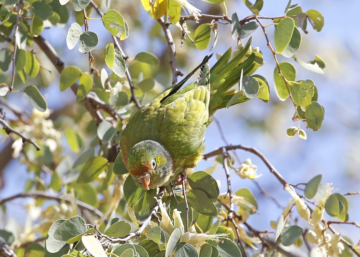 Varied Lorikeet - ML623179812