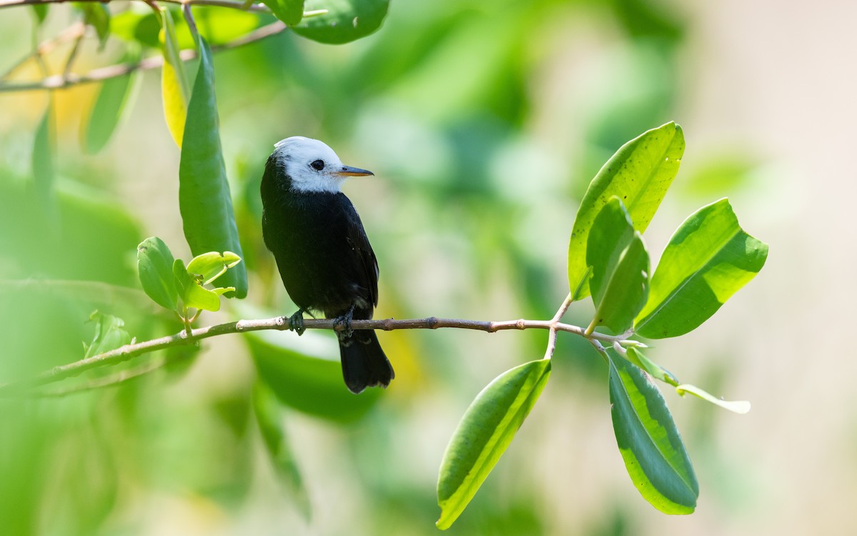 White-headed Marsh Tyrant - Serge Horellou