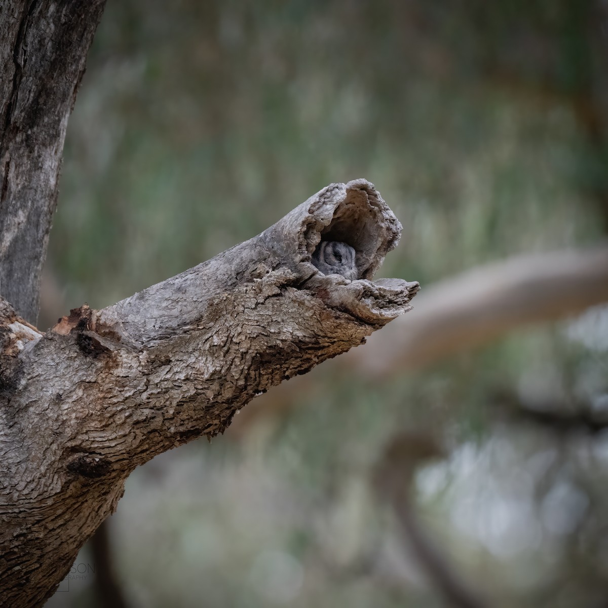 Australian Owlet-nightjar - ML623179868