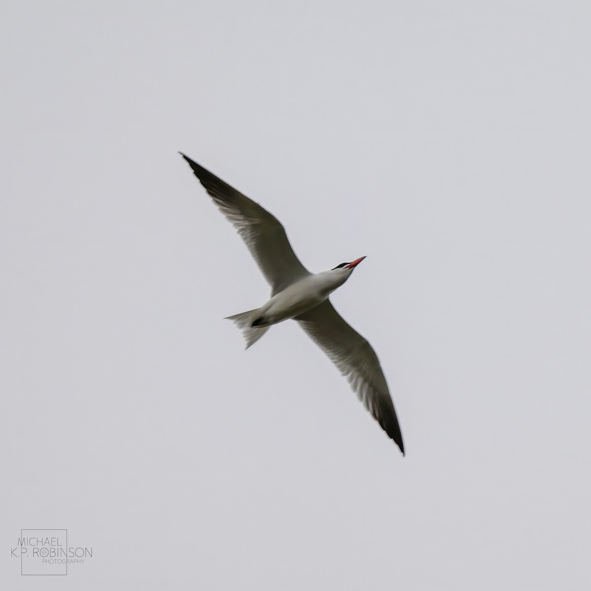 Caspian Tern - ML623179870