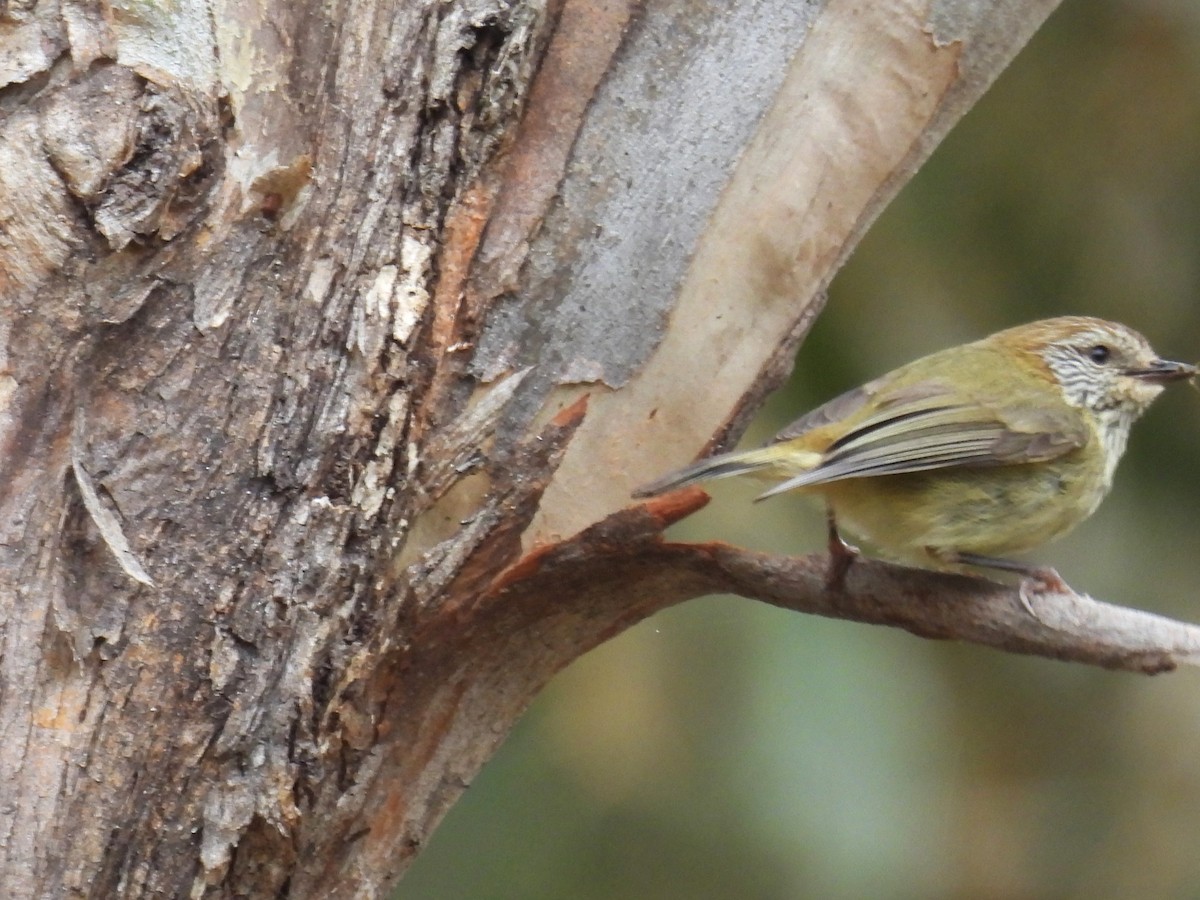 Striated Thornbill - ML623179871
