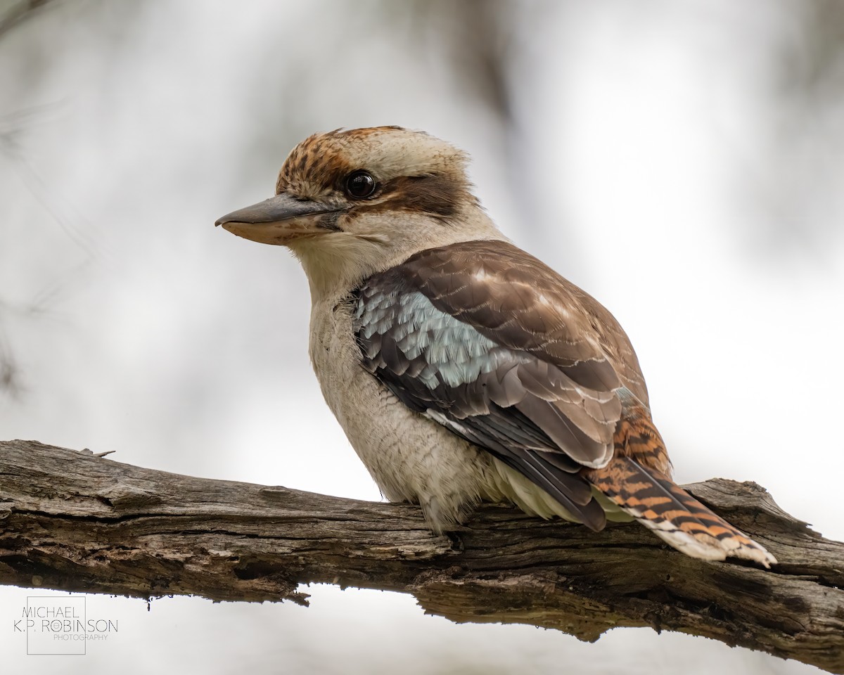 Laughing Kookaburra - ML623179875