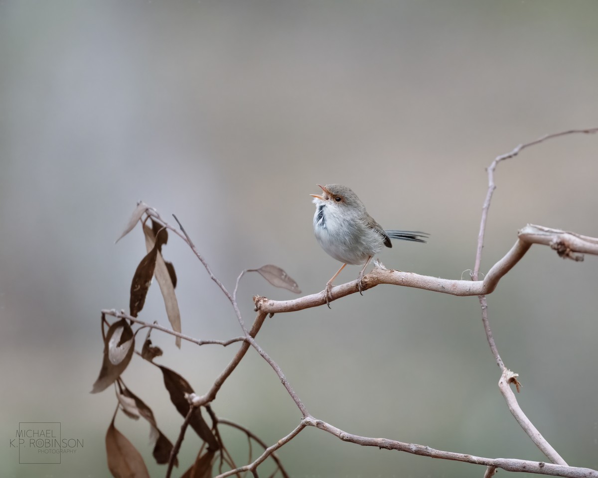 Superb Fairywren - ML623179877