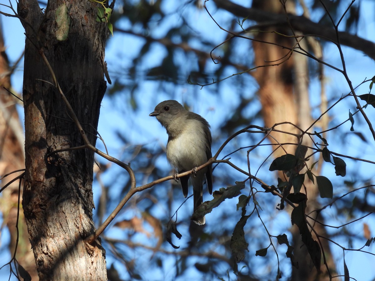 Golden Whistler (Eastern) - ML623179879