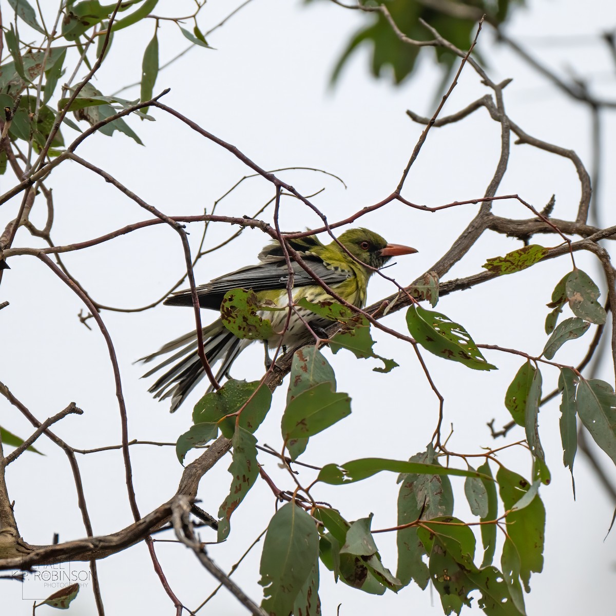 Olive-backed Oriole - ML623179882