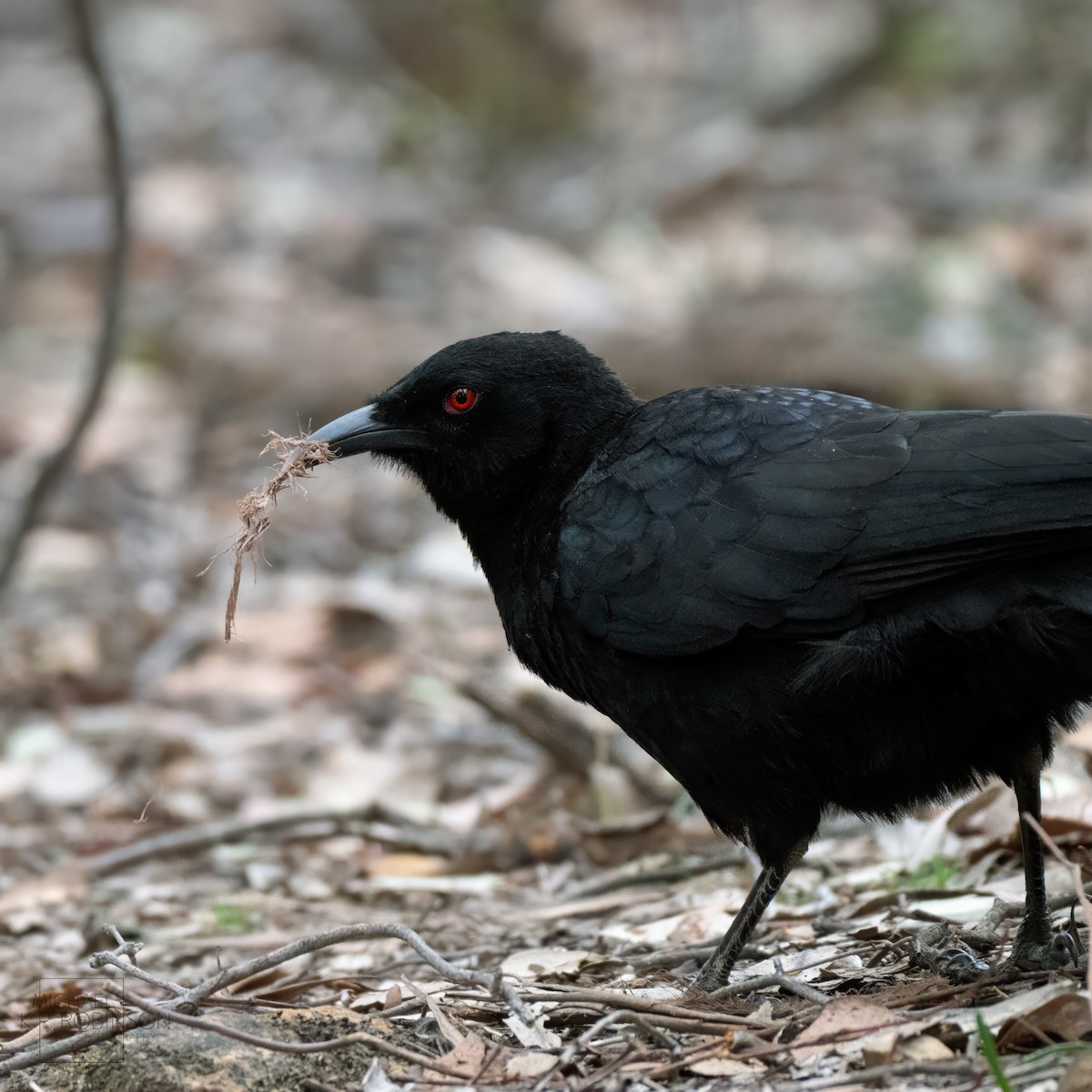 White-winged Chough - ML623179894