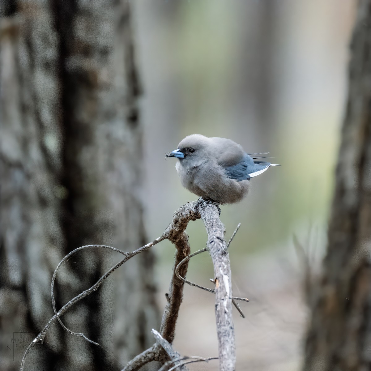 Dusky Woodswallow - ML623179896