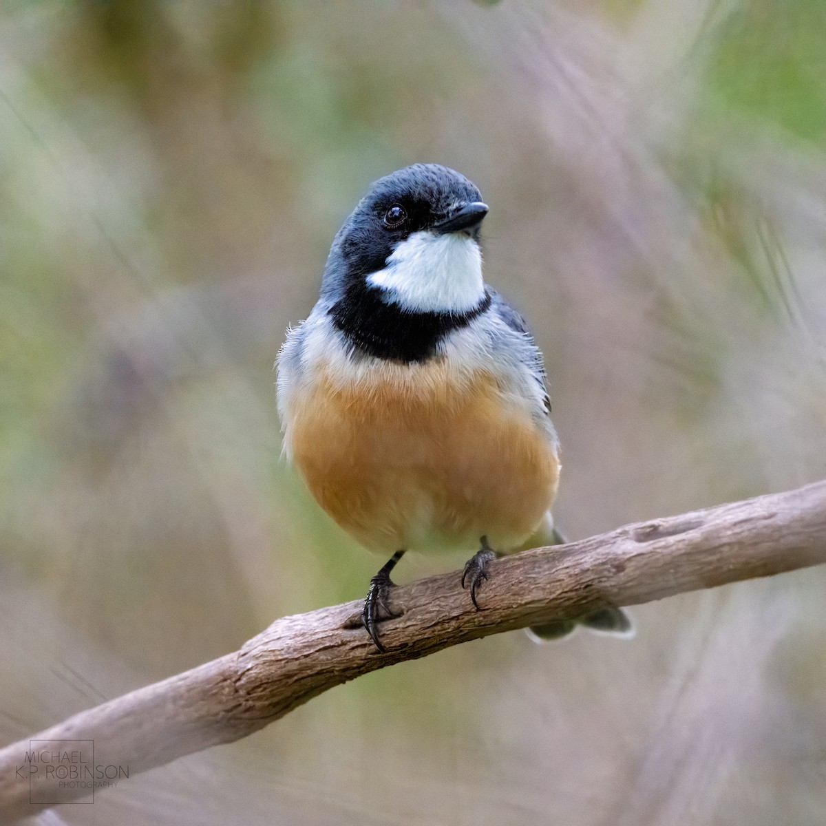 Rufous Whistler - ML623179902