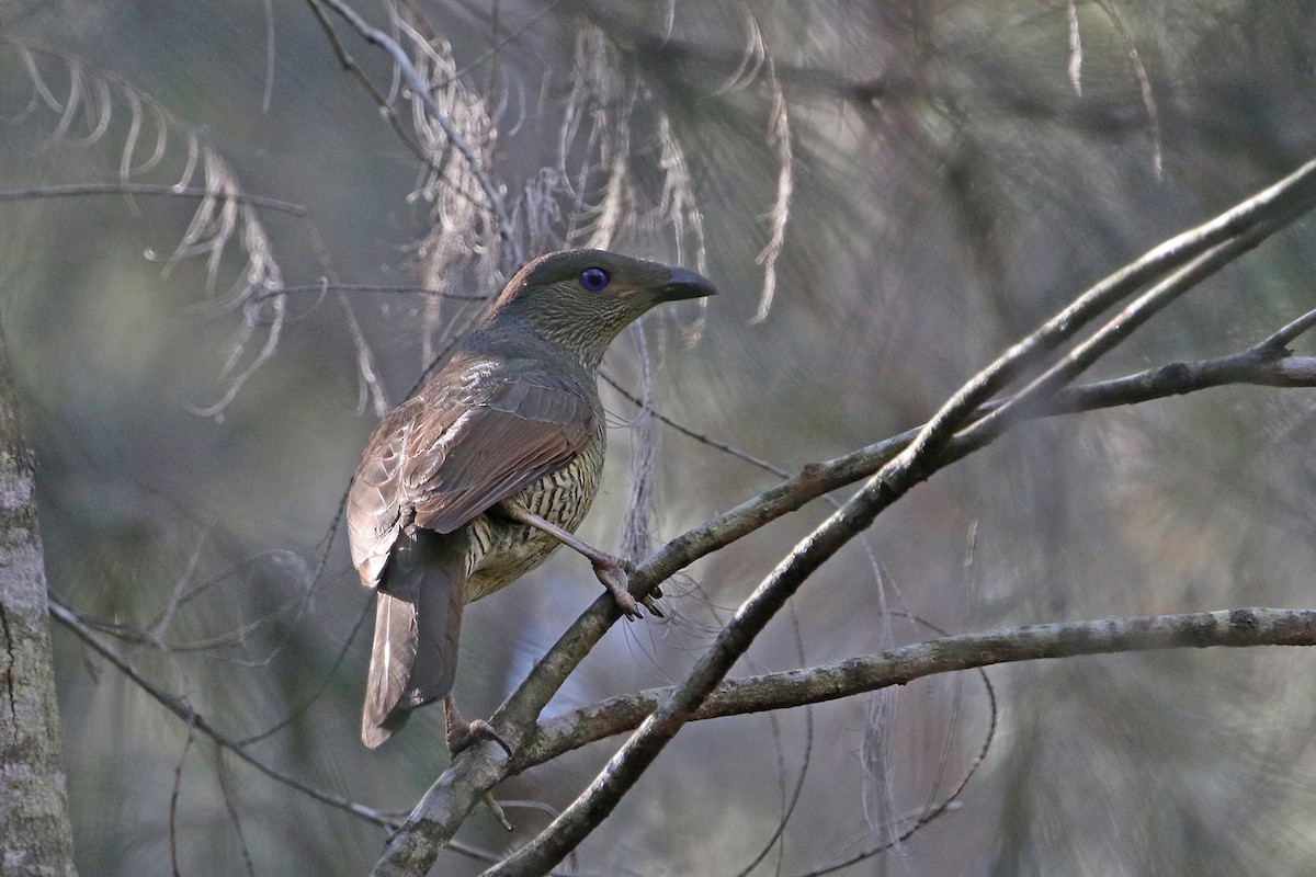 Satin Bowerbird - Roksana and Terry