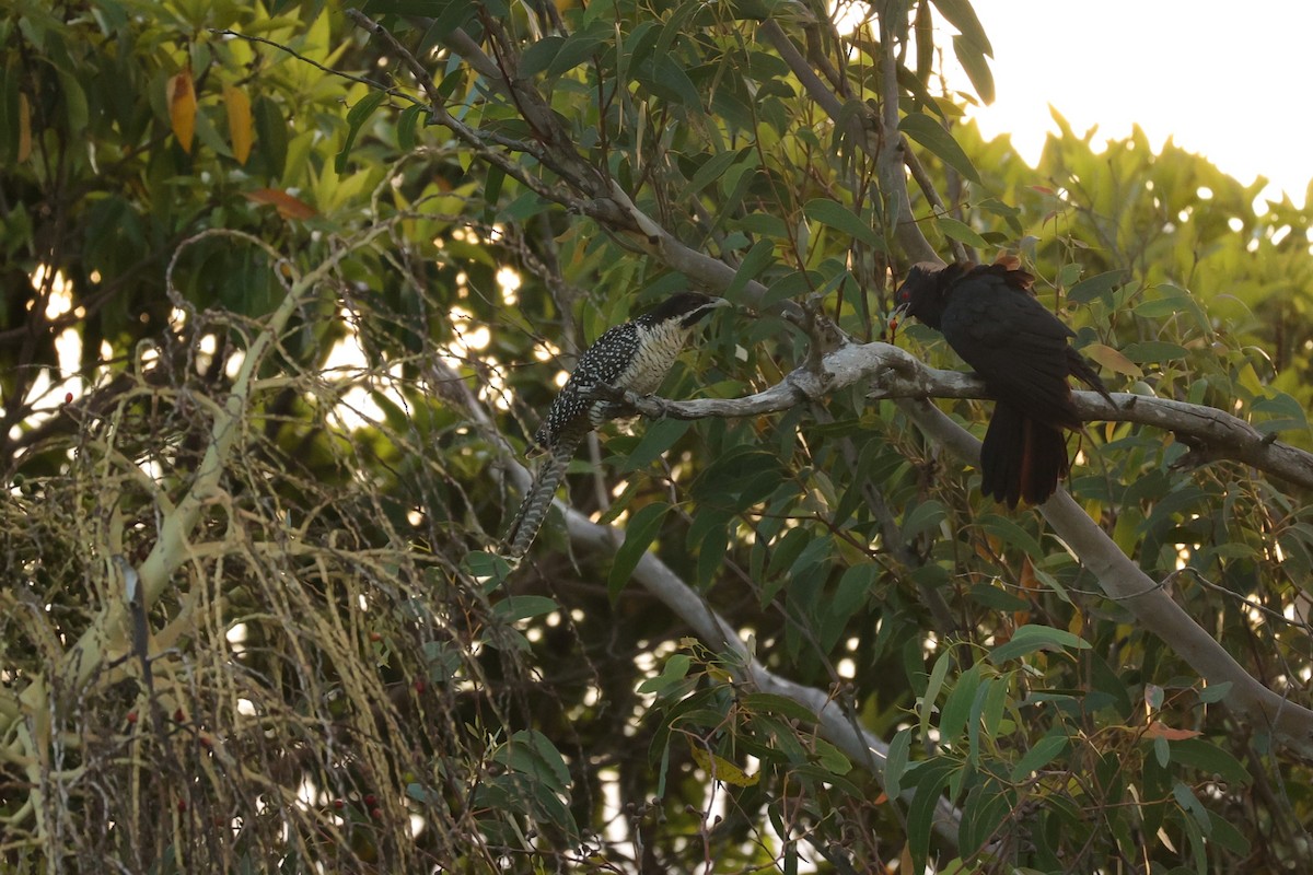 Pacific Koel (Australian) - ML623179930