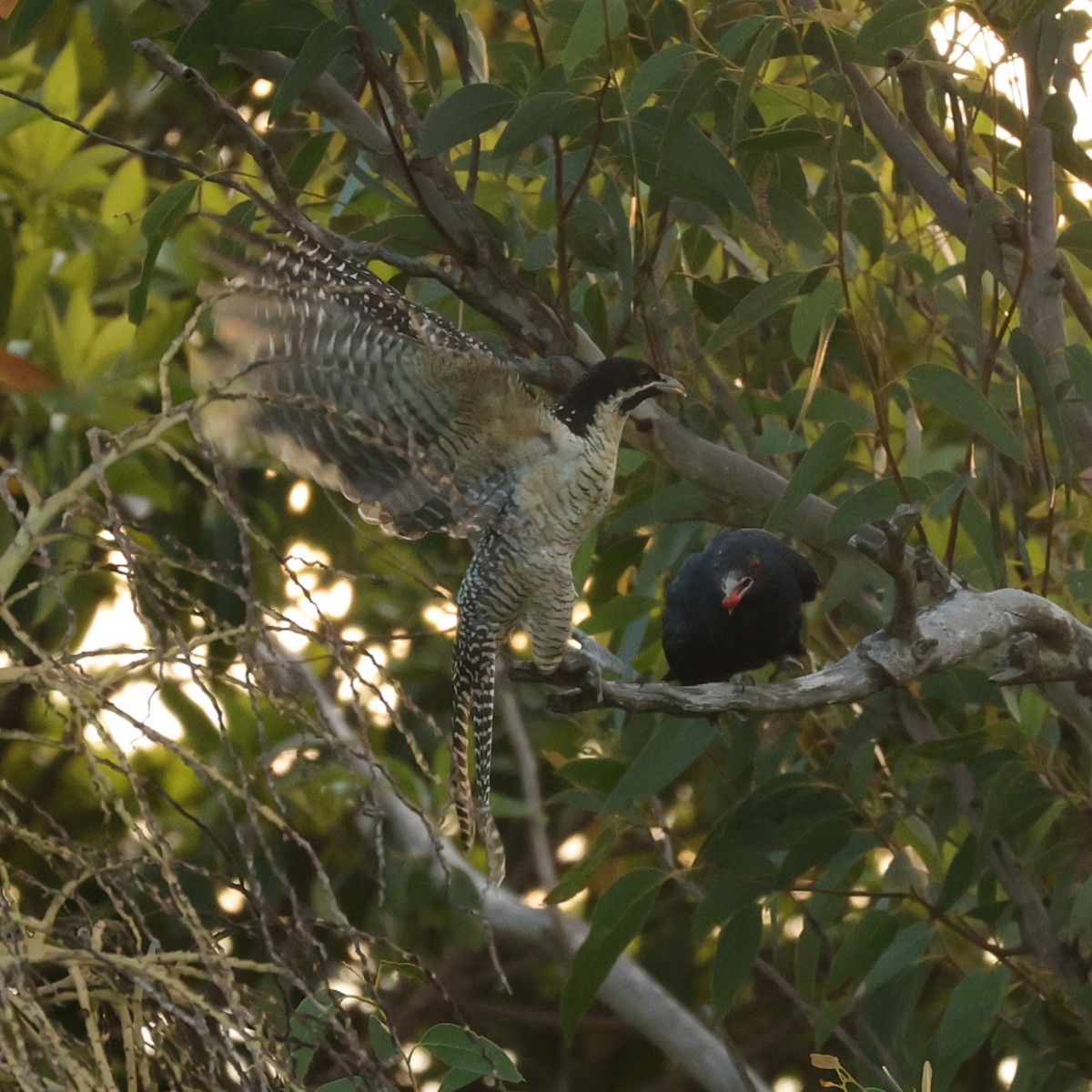 Pacific Koel (Australian) - ML623179931