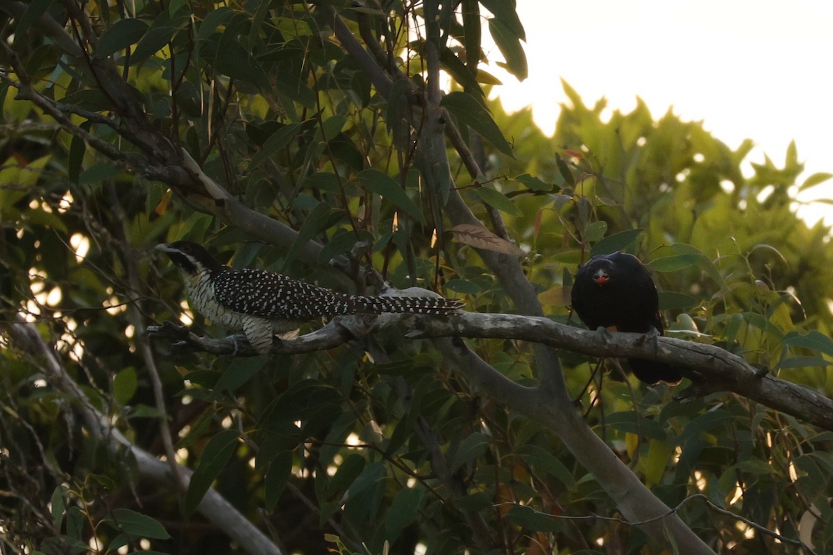 Pacific Koel (Australian) - ML623179936