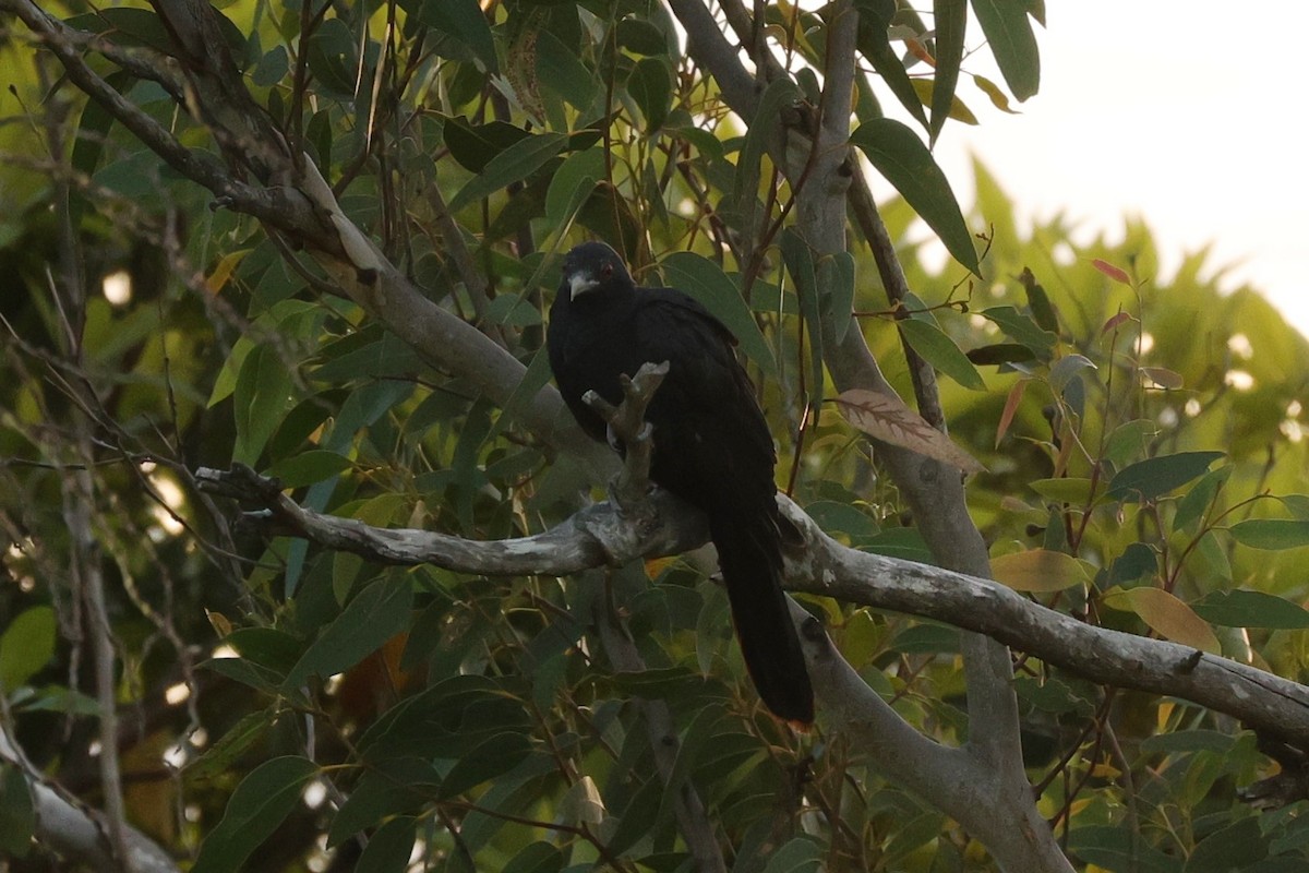 Pacific Koel (Australian) - ML623179937