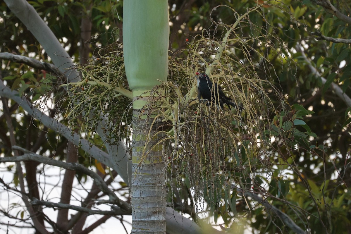 Pacific Koel (Australian) - ML623179939