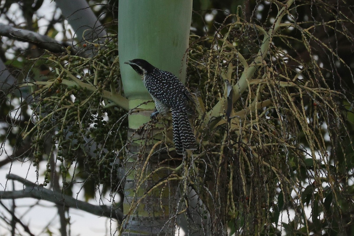 Pazifikkoel (cyanocephalus/subcyanocephalus) - ML623179947