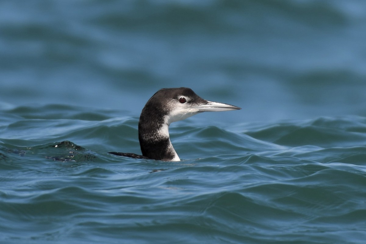 Common Loon - Christian Engel