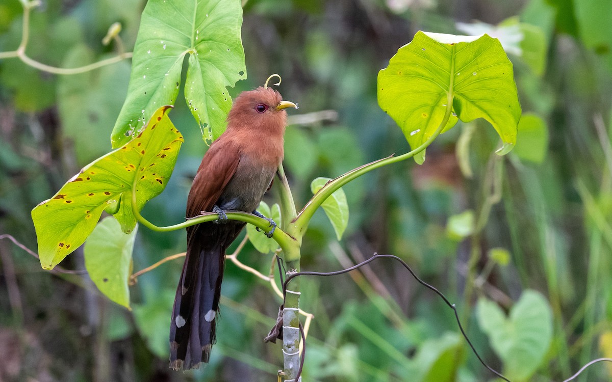 Little Cuckoo - ML623179956