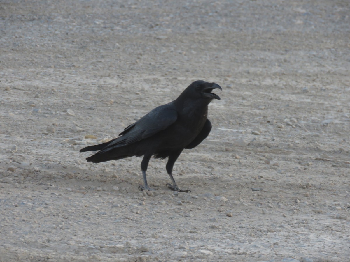 Common Raven - ML623179980