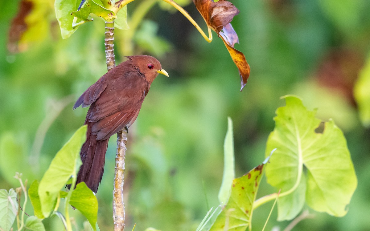 Little Cuckoo - ML623180005