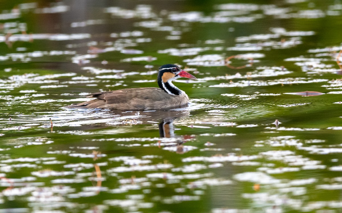 Sungrebe - ML623180028