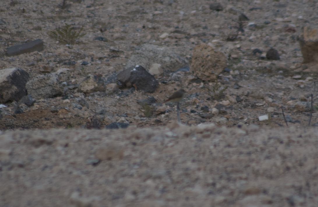 Common Redstart - ML623180052