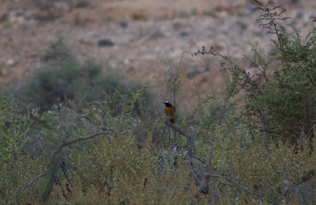 Common Redstart - ML623180053